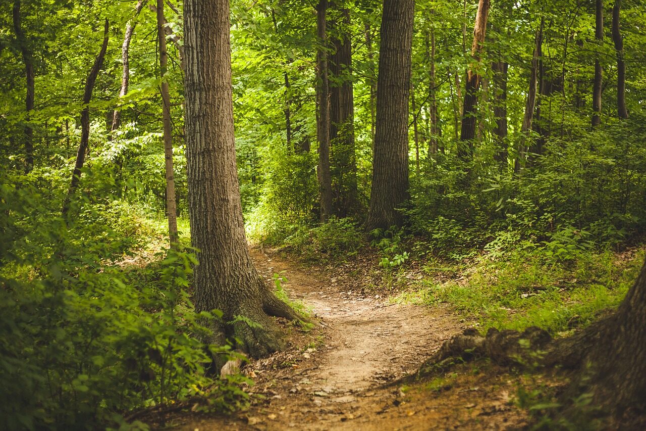 forest, trees, woods, nature, outdoors, path, woodlands, glade, trail, forest path, forest trail, nature path, nature trail, forest, forest, forest, forest, forest
