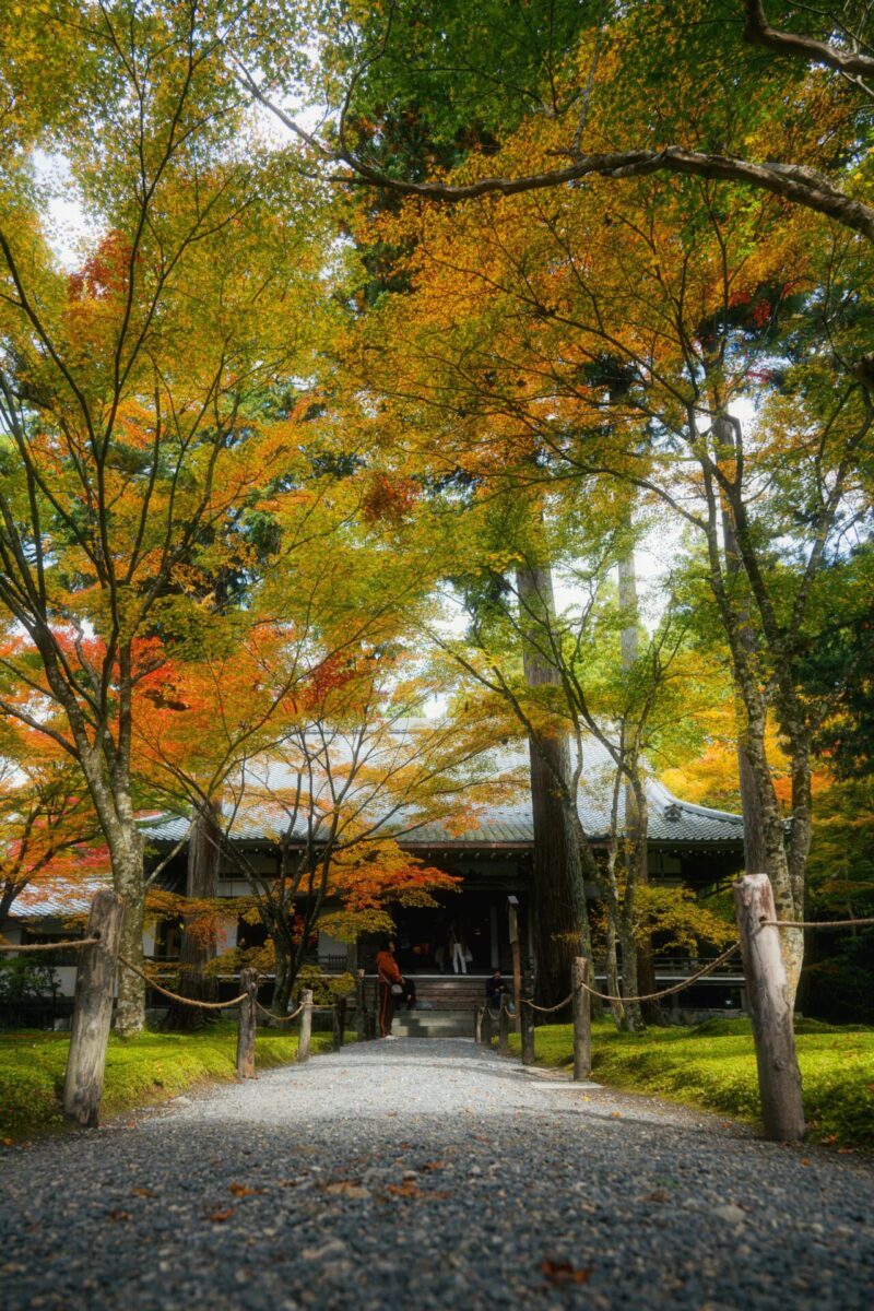 Beautiful autumn foliage leading to a traditional Japanese temple in a serene garden setting.