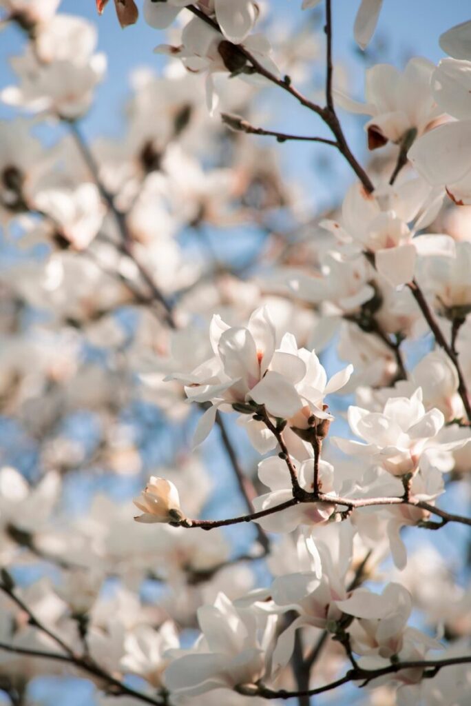 flower, magnolia, flower background, nature, tree, flower wallpaper, flora, botany, beautiful flowers, spring